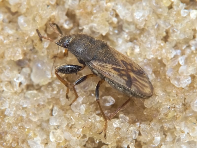 Megalonotus chiragra (Fabricius, 1794)